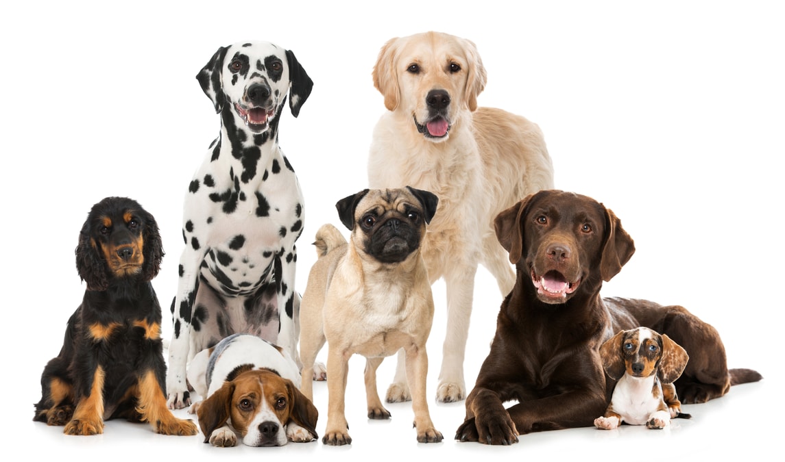 Which Dog Lover Are You?