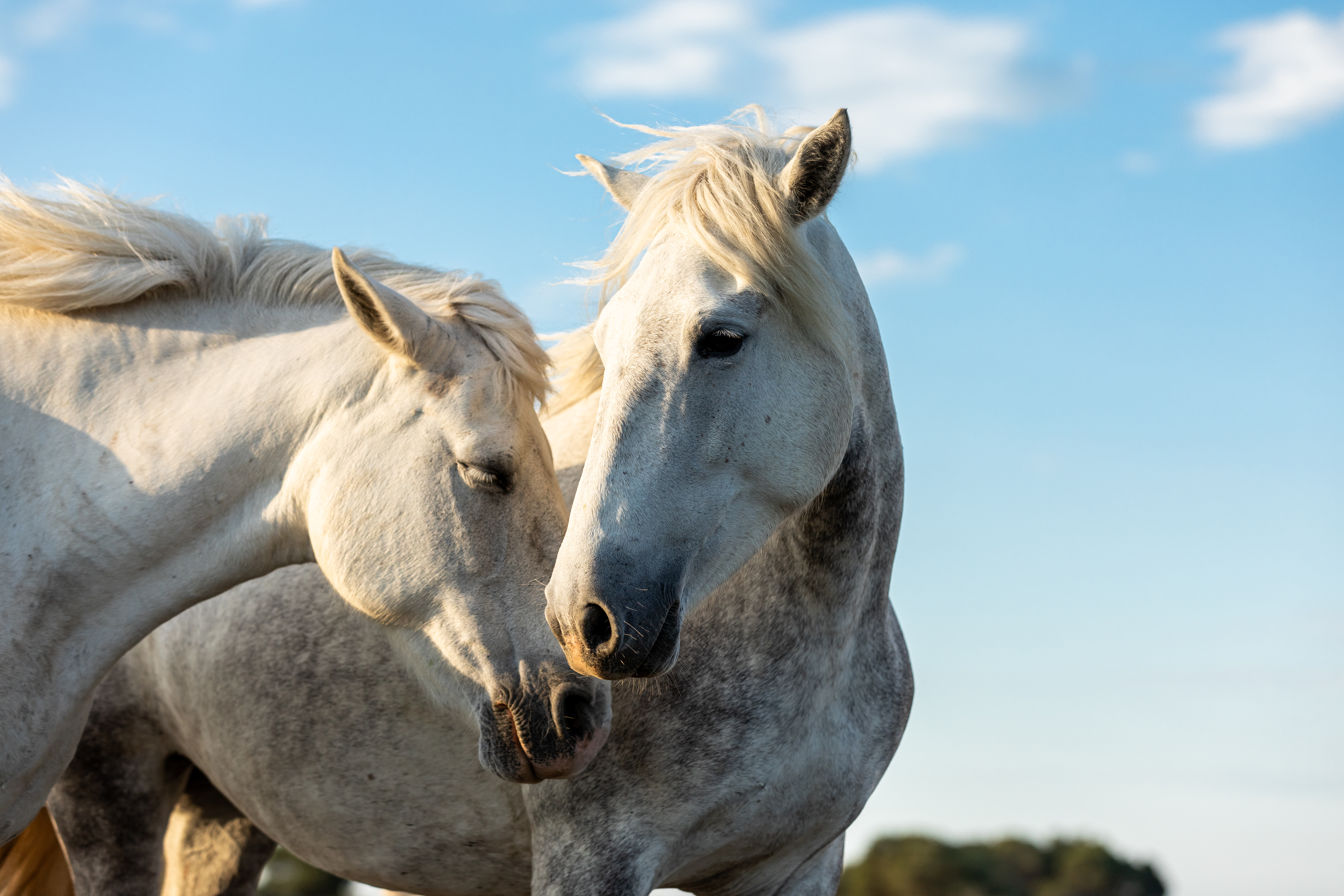 Horse Lovers Quiz - Also Good For People Who Want To Know What The Fuss Is About ;)